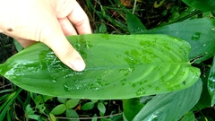 Maranta arundinacea, photograph (c) cristianol1456, some rights reserved (CC BY-SA)