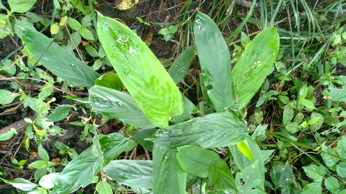 Maranta arundinacea, photograph 4