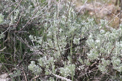 Artemisia arbuscula