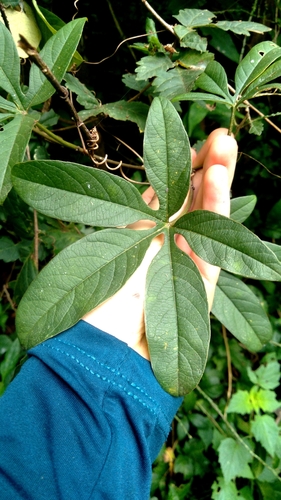 Passiflora cincinnata, photograph 5