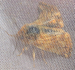 Xanthothrix neumoegeni