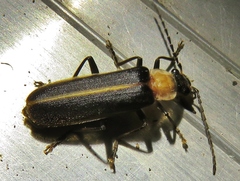 Podabrus flavicollis