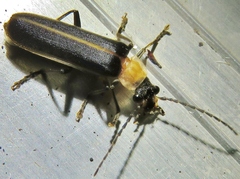 Podabrus flavicollis