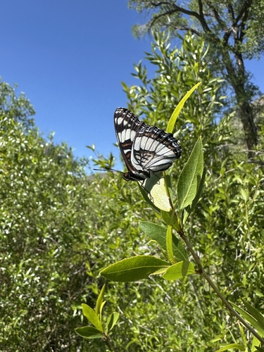 Weidemeyer's Admiral