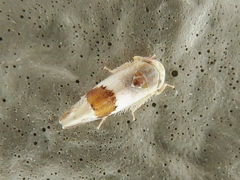 Norvellina seminuda