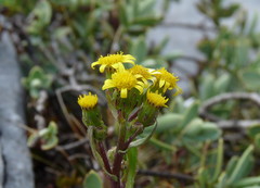Senecio lautus