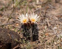Coryphantha clavata stipitata