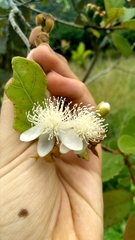 Psidium guineense