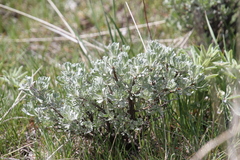 Artemisia arbuscula