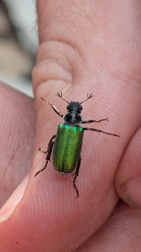 iNaturalist observation photo of Green Rose Chafer
