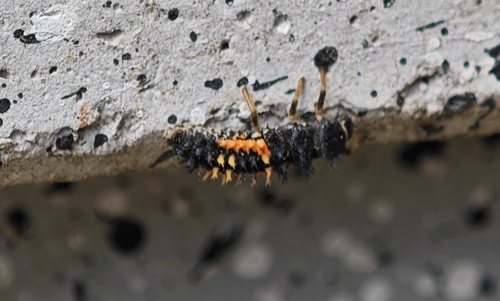 Asian Lady Beetle