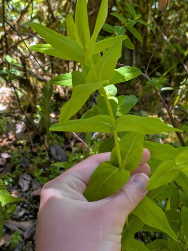 Hypericum foliosum, photograph 3