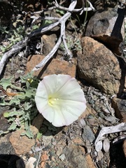 Calystegia collina