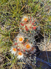 Coryphantha clavata