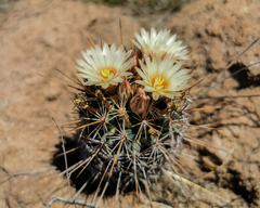 Coryphantha clavata