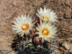 Coryphantha clavata