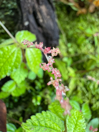 Pilea inaequalis, photograph 2