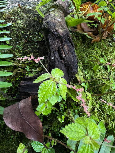 Pilea inaequalis