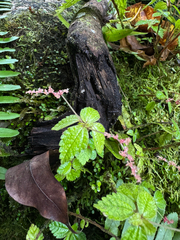 Pilea inaequalis