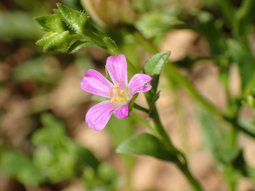 Brewer's redmaids (Calandrinia breweri)