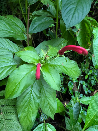 Centropogon cornutus, photograph 5