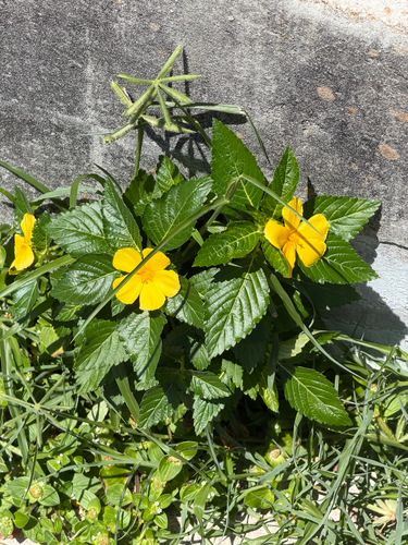Turnera ulmifolia