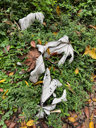 Cecropia schreberiana, photograph 4
