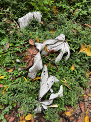 Cecropia schreberiana, photograph (c) Matteo Bellucci, some rights reserved (CC BY)