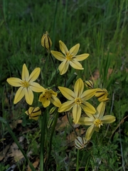 Triteleia ixioides scabra