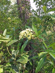Viburnum nitidum