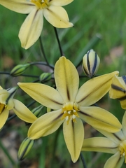 Triteleia ixioides scabra