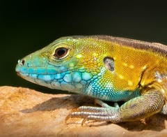 Cnemidophorus lemniscatus