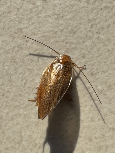 Amber Wood Cockroach