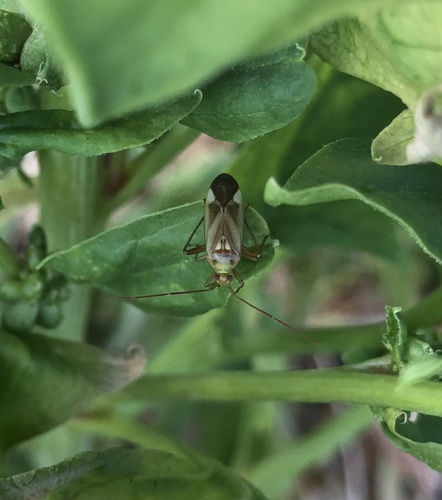Alfalfa Plant Bug