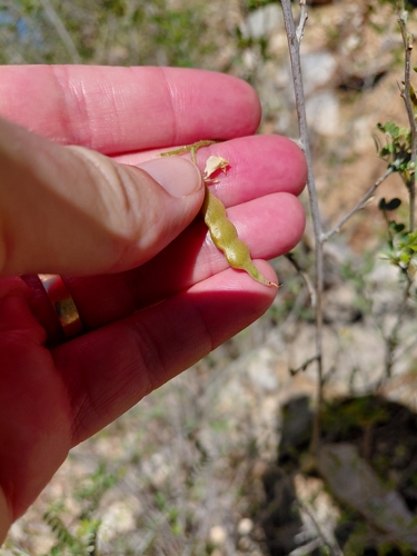 Coursetia glandulosa, photograph 3