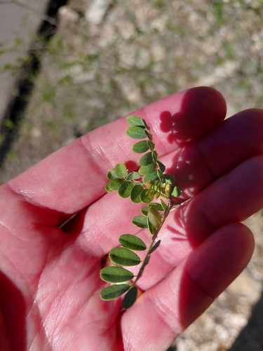 Coursetia glandulosa, photograph 4