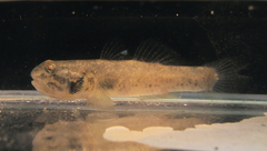 Pseudogobius taijiangensis