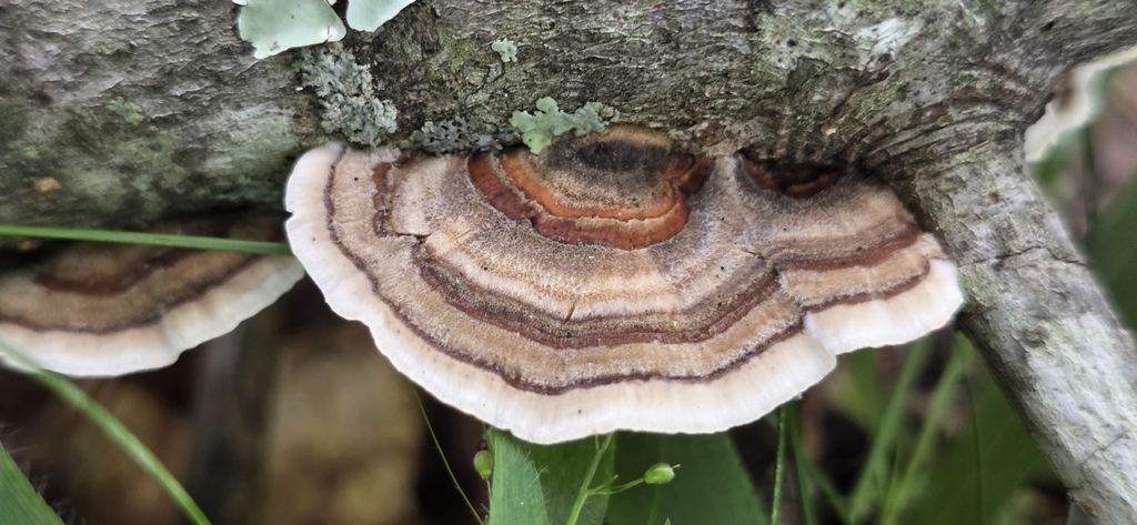turkey-tail · June 2026 · photo: Photo: no rights reserved · iNaturalist