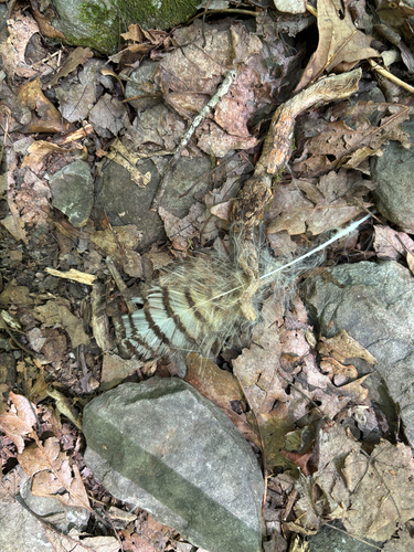 Great Horned Owl photographed in West Virginia