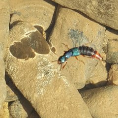 Dinothenarus saphyrinus