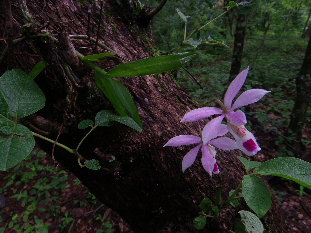 Barkeria barkeriola