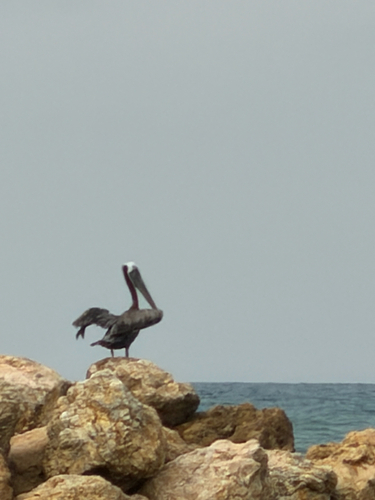 Brown Pelican
