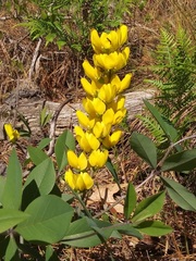 Baptisia cinerea