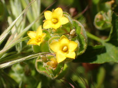 Mentzelia micrantha