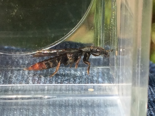 Platydracus tarsalis