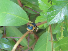 Monocesta ducalis