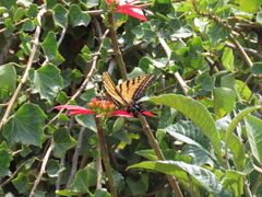 Papilio multicaudata grandiosus