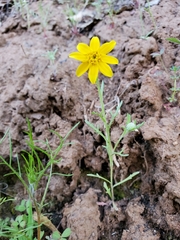 Pseudobahia heermannii