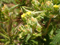 Mentzelia micrantha