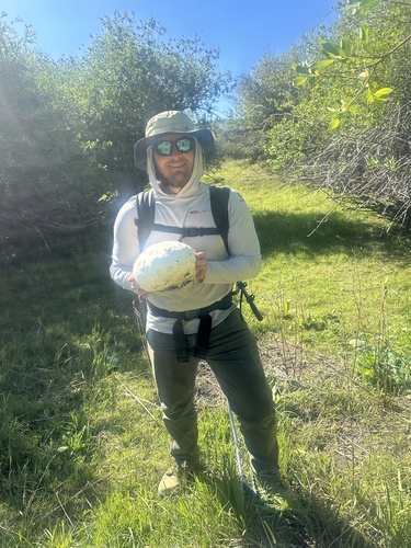 Western Giant Puffball